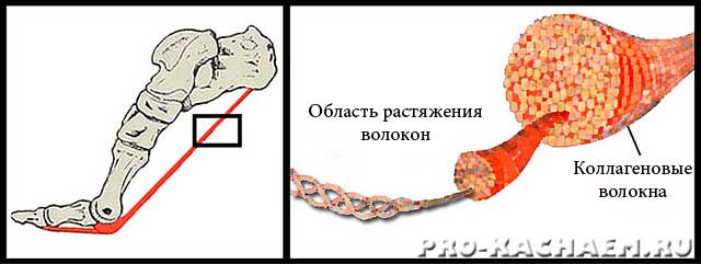 программа тренировок для набора массы