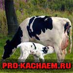 Корова и теленок